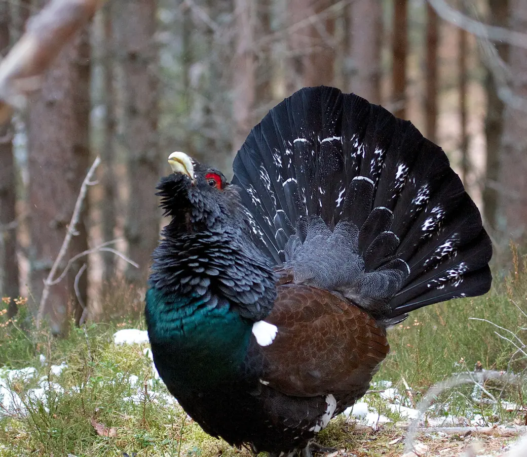 Balzender Auerhahn mit gefächertem Stoß und aufgerichtetem Hals am Waldboden