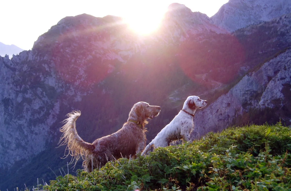 Zwei langhaarige Jagdhunde stehen im Gegenlicht auf einem Bergrücken