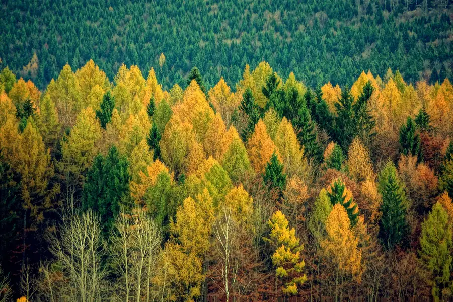 Herbstlich gefärbter Mischwald aus der Luft, Laub- und Nadelbäume in Gelb, Orange und Dunkelgrün